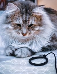 pet