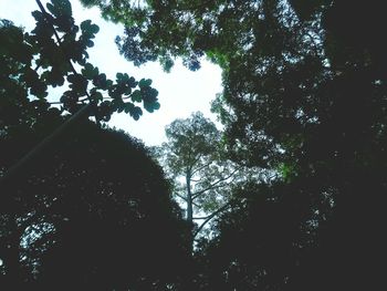 Low angle view of trees against sky