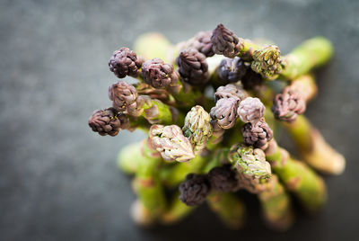 Close-up of wilted plant