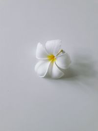 Close-up of a white flower