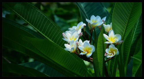 Close-up of white flowers