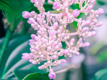 Close-up of pink flowers