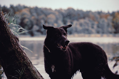 Black horse standing on tree