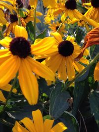 Close-up of sunflower