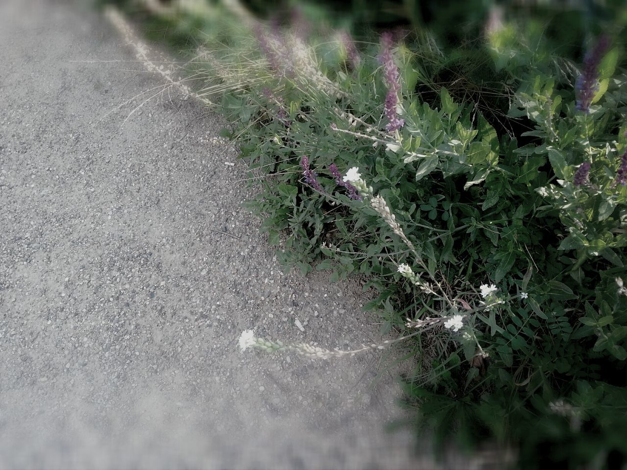 growth, plant, high angle view, nature, fragility, selective focus, flower, leaf, close-up, beauty in nature, freshness, day, outdoors, no people, field, growing, green color, tranquility, focus on foreground, season