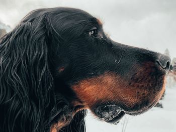 Close-up of a dog looking away