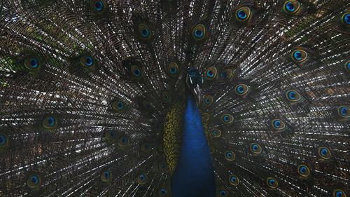 Full frame shot of peacock fanned out feather