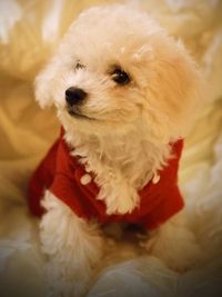 Close-up portrait of cute dog