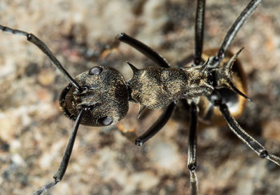 Close-up of insect