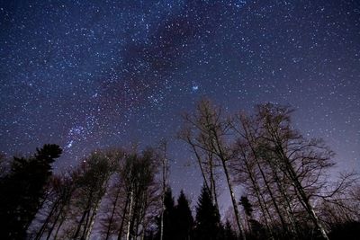 Low angle view of trees against sky at night