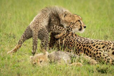 Cub stands nuzzling cheetah lying on grass