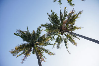 Low angle view of coconut palm tree against clear sky