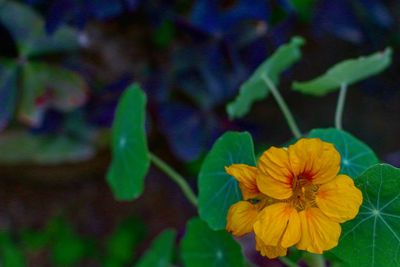 Close-up of yellow flowers blooming outdoors