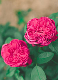 Close-up of pink rose