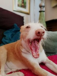 Close-up of dog yawning at home