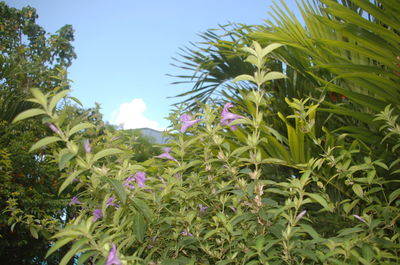 Low angle view of flowers growing on tree