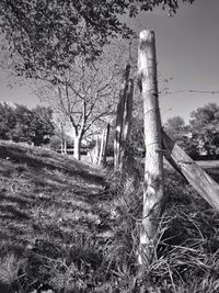 Trees on field