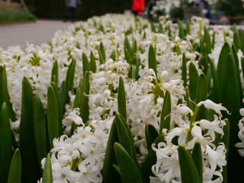 Close-up of white flowers blooming outdoors