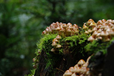 Close-up of mushrooms growing on tree