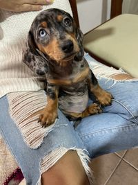 Portrait of dog sitting on sofa