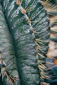 Close-up of plant