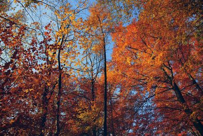 Low angle view of maple tree in forest during autumn