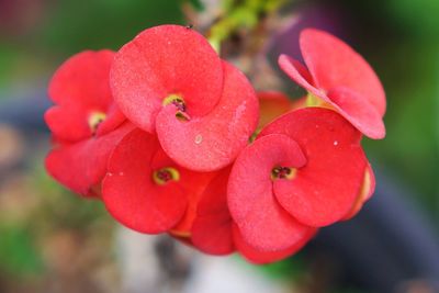 Close-up of wet red rose flower