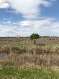 Scenic view of agricultural field against sky