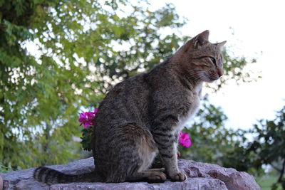 Close-up of cat sitting on retaining wall against sky