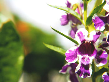Close-up of flowers against blurred background