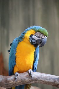 Yellow blue parrot 