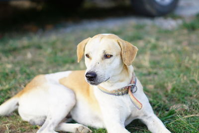 Close-up portrait of dog sitting on grass