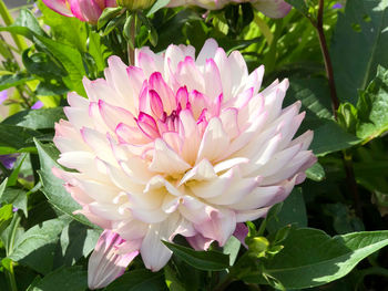Close-up of pink flowering plant