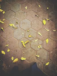 Close-up of yellow leaf