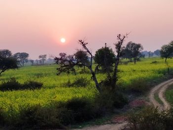 Scenic view of field against sky during sunset
