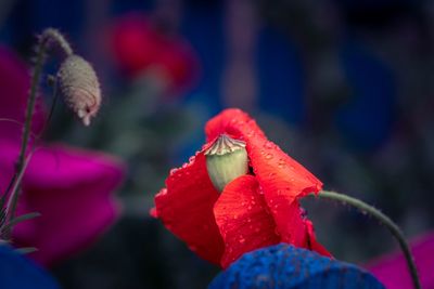 Close-up of red rose flower