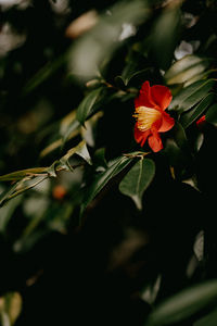 Close-up of red flowering plant