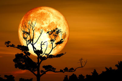 Low angle view of silhouette tree against orange sky