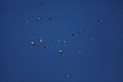 Low angle view of birds flying in the sky