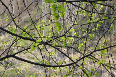 Close-up of tree branch in forest
