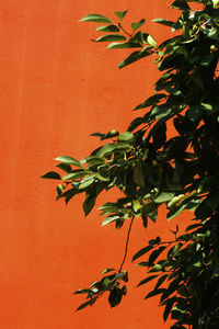 Close-up of plant against orange wall