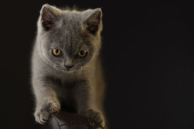 Close-up portrait of a cat over black background