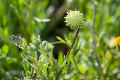 Close-up of fresh flower plant