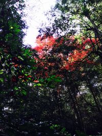 Low angle view of trees in forest against sky