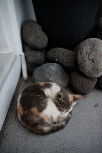 Close-up of cat relaxing