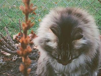 Close-up of cat