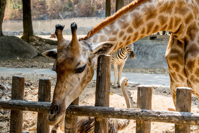 View of horses in zoo