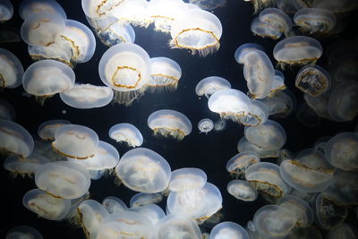 Full frame shot of jellyfish