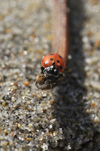 Close-up of ladybug on leaf