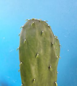 Close-up of succulent plant against blue sky